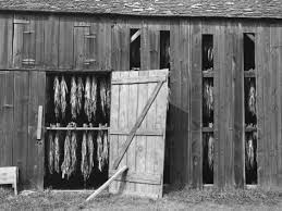 tobacco drying in shed